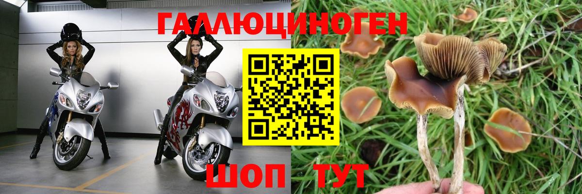 Псилоцибиновые грибы GOLDEN TEACHER  Псилоцибиновые грибы Psilocybine cubensis  Малгобек  Вход с VPN 